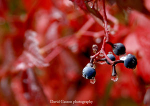 A_DSC4595s