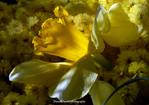 Daffodil