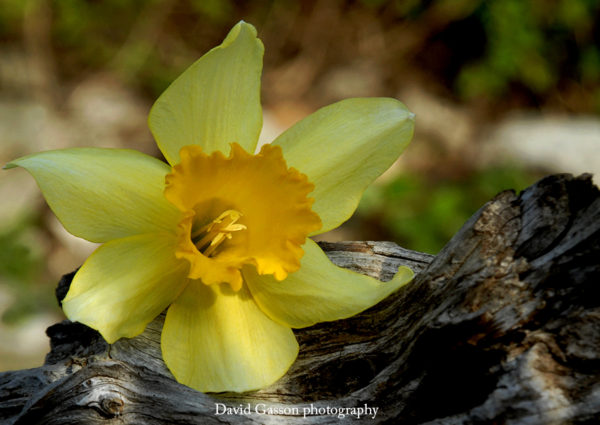 Daffodil
