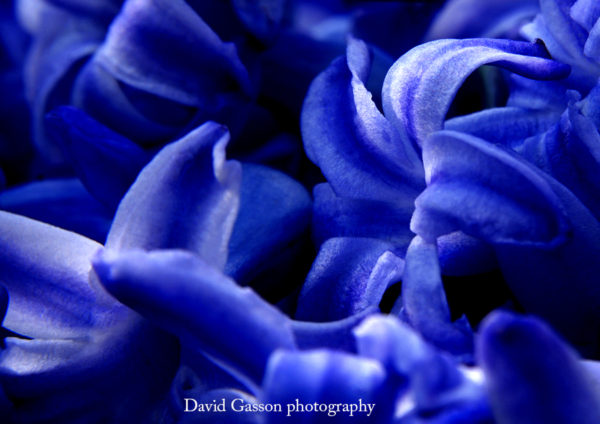 Hyacinth
