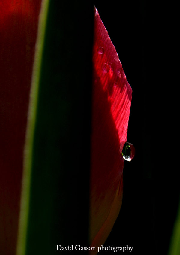 The eye of the tulip