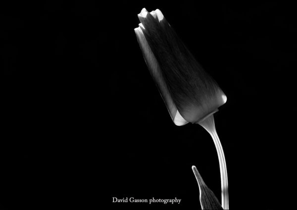 California poppy